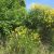 144-Gabicce-Juni-2014-Affeld.jpg