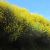 159-Gabicce-Juni-2014-Affeld.jpg