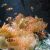 Gabicce-Aquarium - Foto: Renate Mommert -